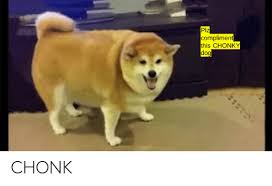Plz Compliment This Chonky Dog Chonk Funny Meme On Sizzle