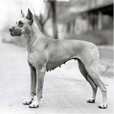 Great Dane Dog Breed Information