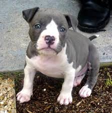 Have a tendency to chew and dig, especially as puppies. Staffordshire Pitbull Terrier Puppies Cheap Pitbulls For Sale In Georgia