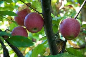 Apple Trees Bear More Fruit When Surrounded By Good