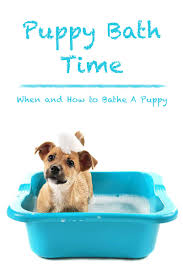 Bathe the puppy in oatmeal shampoo or a mild shampoo, you can use benadryl but it is best to ask a veterinarian how much to use, because a human yes, but dog shampoo is gentler then human shampoo. Puppy Bath Time When And How To Bathe A Puppy