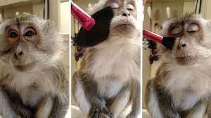 monkey loves being brushed you