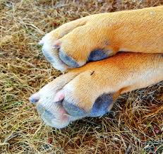 how to treat ant bites in dogs