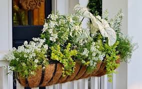 Spring Container Gardening Plant