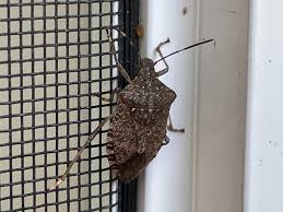 how to handle box elder bugs and stink bugs