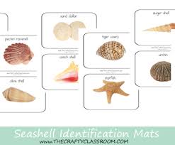 Shell Classification Printables