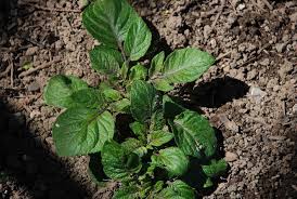 There are probably as many ways to plant potatoes as there are gardeners. Learn When And How To Grow Potato Plants