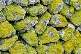 How To Grow Moss On Stone Step By Step