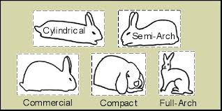 Rabbit Breeds List Breeds Of Rabbits Chart Info Photos