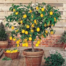 How to care for lemon trees growing in containers