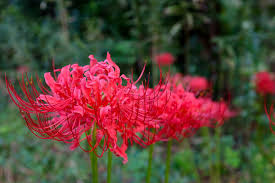 For many people, learning that white carnations symbolizes death can be a shock as red carnations are often sent as gifts to mothers on mother's day. Lycoris Spider Lily A To Z Flowers