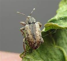 Yonca Hortumlu Böceği