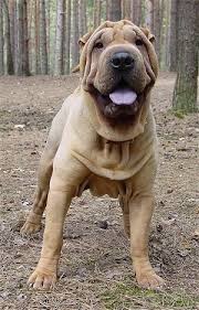 Chinese Shar Pei Dog Breed Information And Pictures