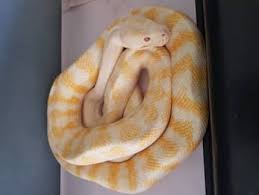 carpet pythons reptiles hibians