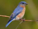 Eastern Bluebird Identification, All About Birds, Cornell Lab of ...