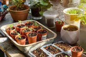 best places to seeds for a garden