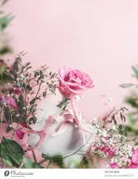 rose flowers at pink background