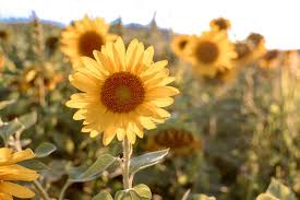Tips For Visiting A Sunflower Field