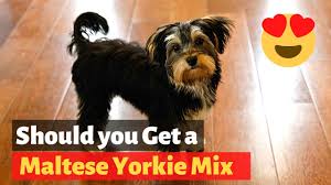 everything about the maltese yorkie mix