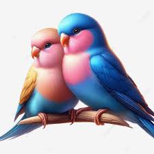 image of a cute love bird couple image