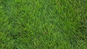 For most zoysiagrass cultivars, turfgrass growers recommend a mowing height of 1½ inches. Why Zoysia Grass Is The Unheralded Star Of The Pga Championship