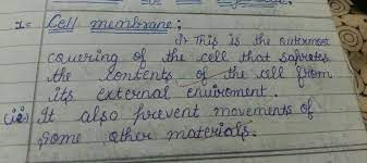 functions of cell membrane brainly in