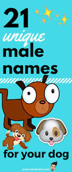 nandoism 21 unique male dog names