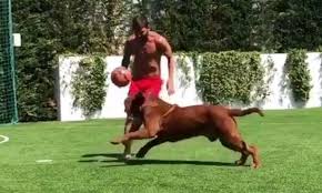 We did not find results for: Lionel Messi Even Makes His Pet Dog Hulk Look Silly When He S Got A Ball At His Feet Mirror Online