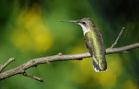 hummingbirds smithsonian s national