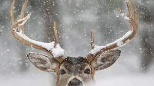 Winter Deer Wallpapers - Top Free ...