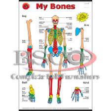 Bones Chart