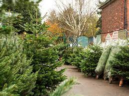 Where To Buy Trees In London