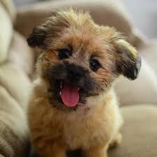 Our facility has teddy bear puppies for sale that will melt your heart. Small Breed Puppies Teddy Bear Puppies Berlin Pet Shoppe