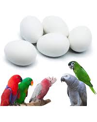 bird eggs parrot eggs 1 kcx