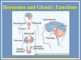 glands and hormones in human body