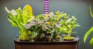 aerogarden harvest indoor hydroponic