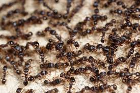 how to get ants out of carpet