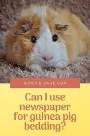 use newspaper for guinea pig bedding