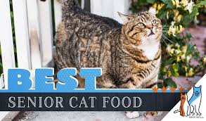 Our 2019 Guide To Picking The Best Senior Cat Food For