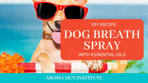 dog breath spray at home dog bad