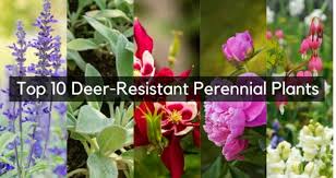 Deer Resistant Perennial Plants