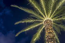 how to light palm trees hunker
