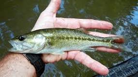 Can you eat bass from a pond?