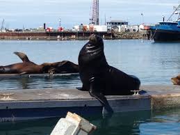 Sea Lions Right Outside The Chart Room Picture Of Chart