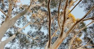 Australia S Top Evergreen Trees