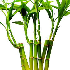 Amazing Facts About Bamboo