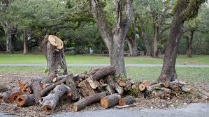 What Is The Average Tree Removal Cost