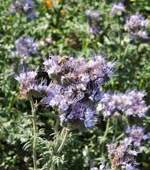 Lacy Phacelia (Phacelia tanacetifolia) Plant Guide