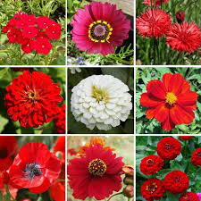 39 big flower paintings ranked in order of popularity and relevancy. Big Red Mix Red Flower Seed Mix Flower Seeds Eden Brothers