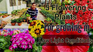 5 nice flowering plants you can grow in